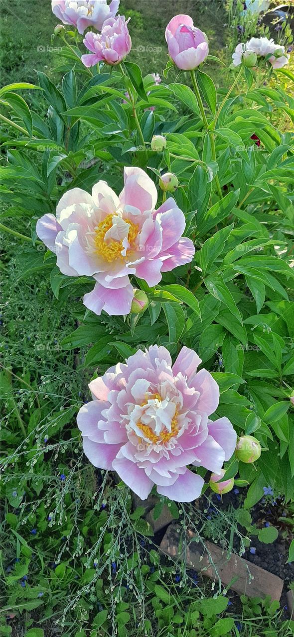 цветущие пионы