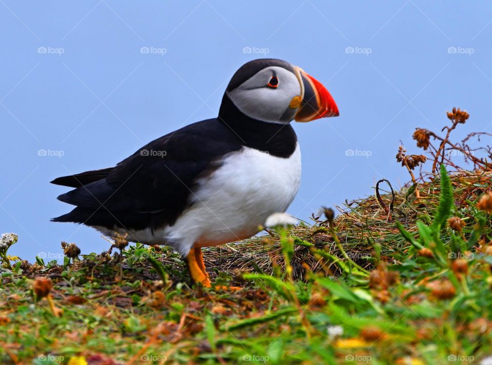 Wild Atlantic puffin in Newfoundland and Labrador
