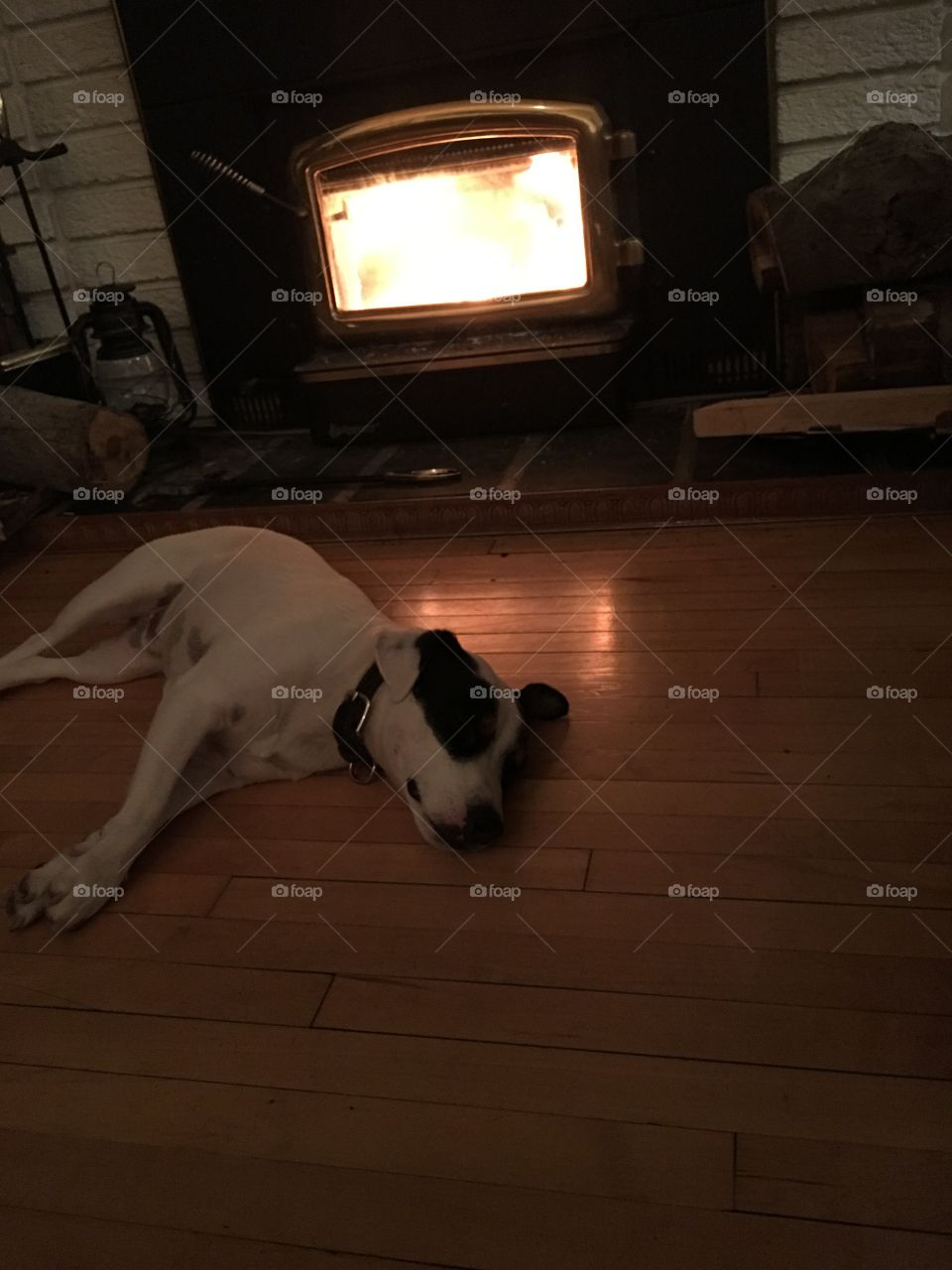Cute dog sleeping by a roaring fire in autumn at home 