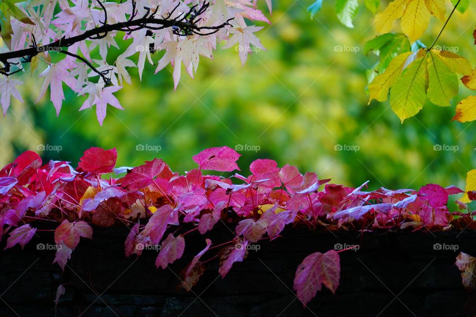 Autumn leaves in wanaka  