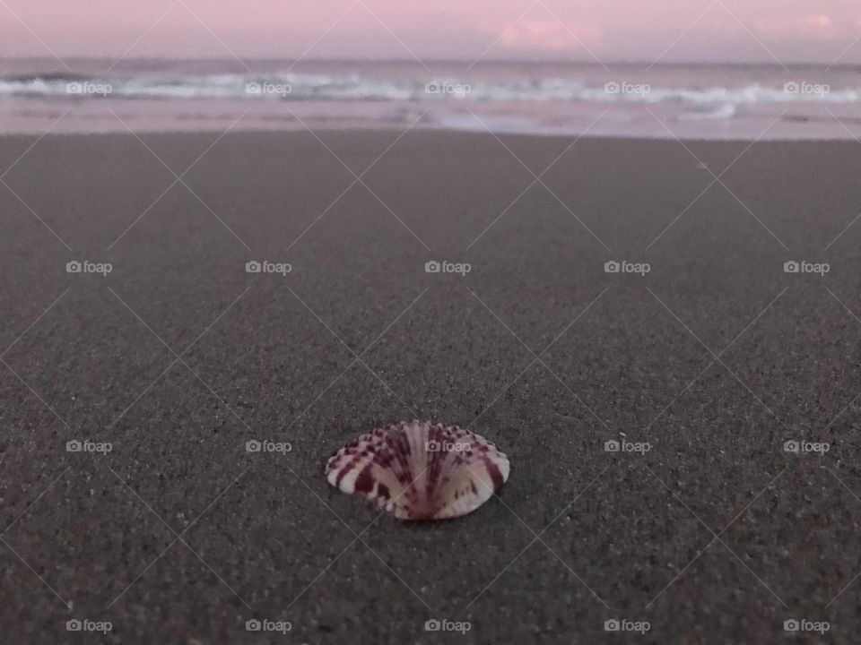 Lone seashell on sand at beach