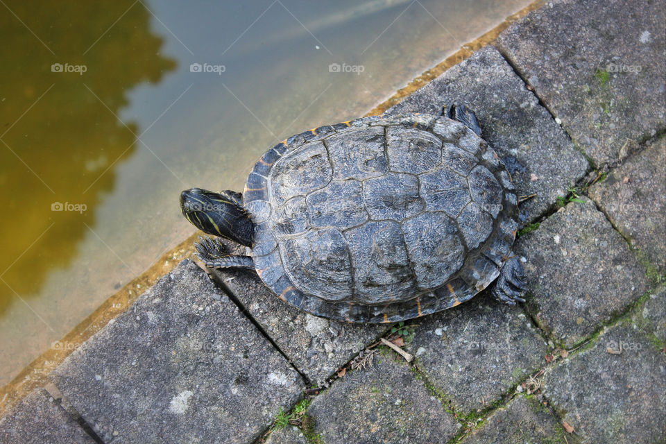 water animal turtle shell by twilite