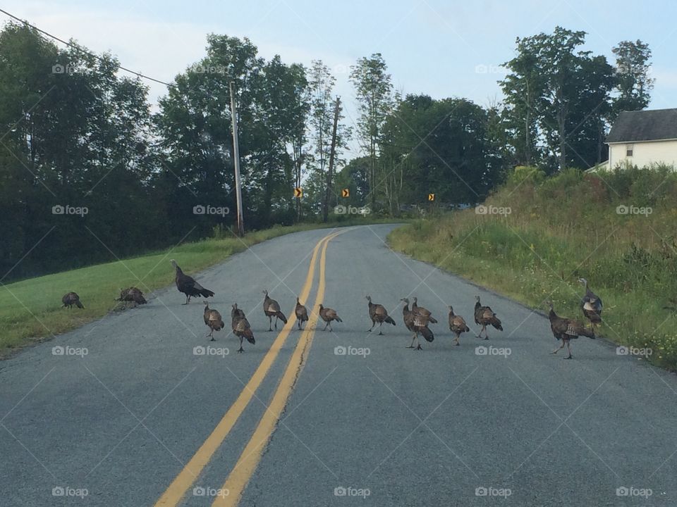 Bird family on road 