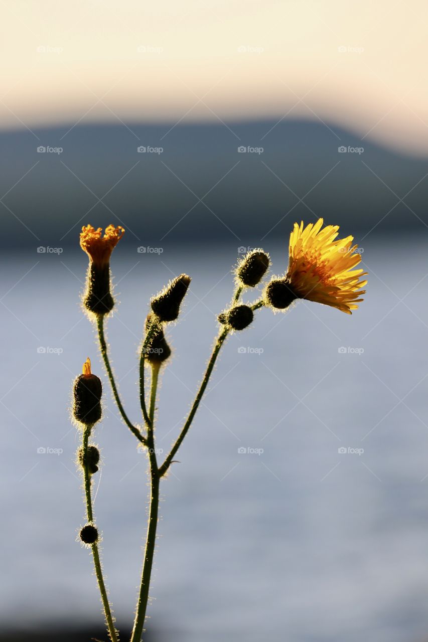 Dandelions on the lake