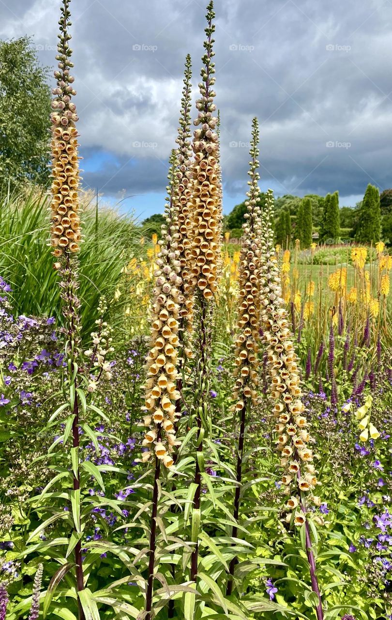 Yellow tall foxglove flowers in the summer