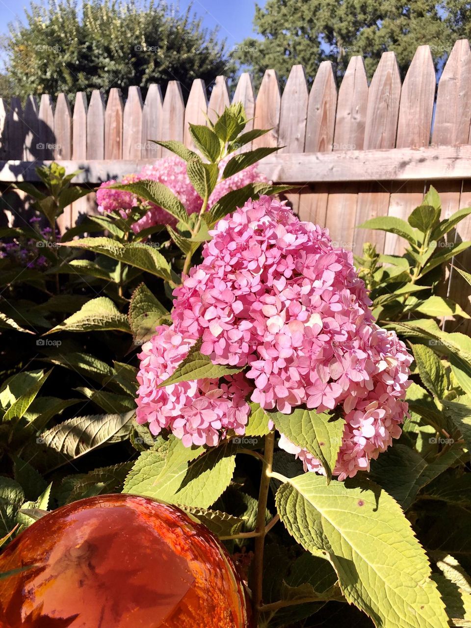 Pink flowers / Garden 🪴