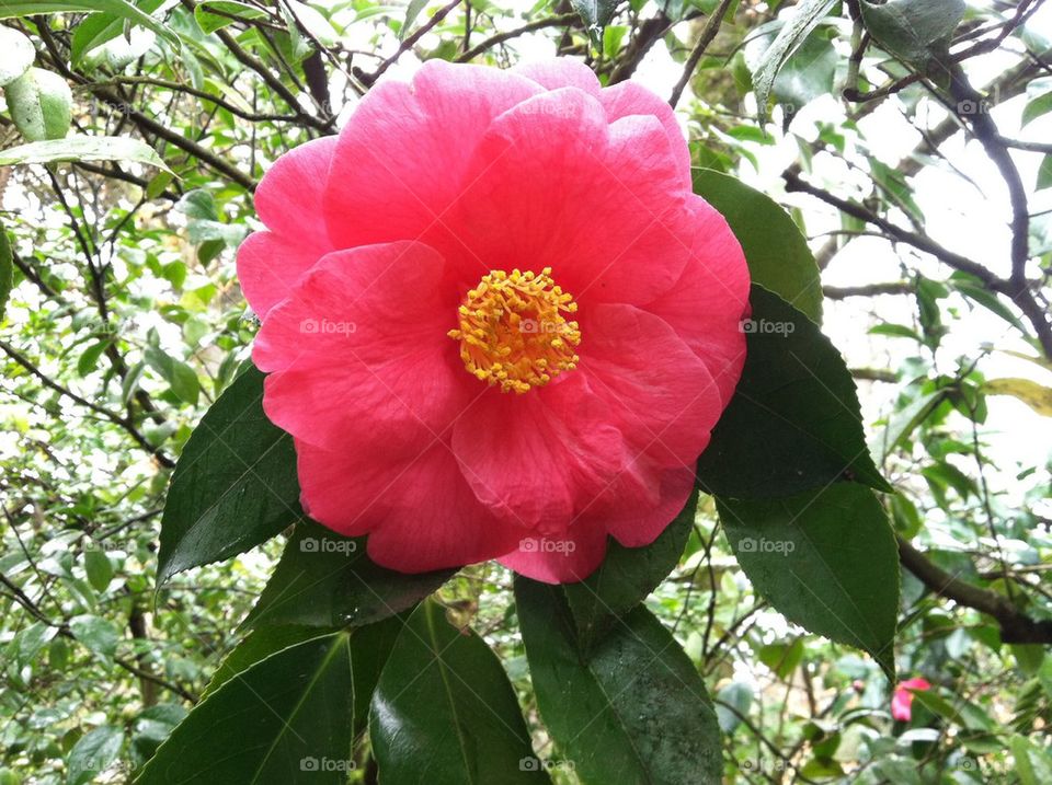 Camellia 