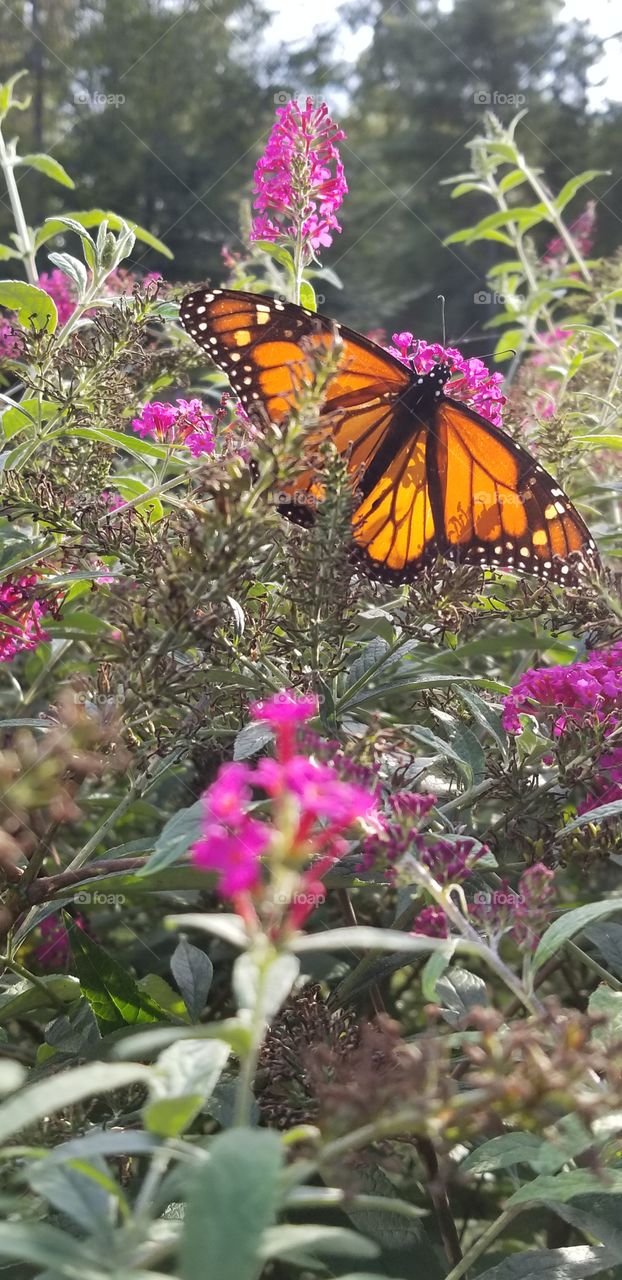 Monarch butterfly in the fall afternoon sun