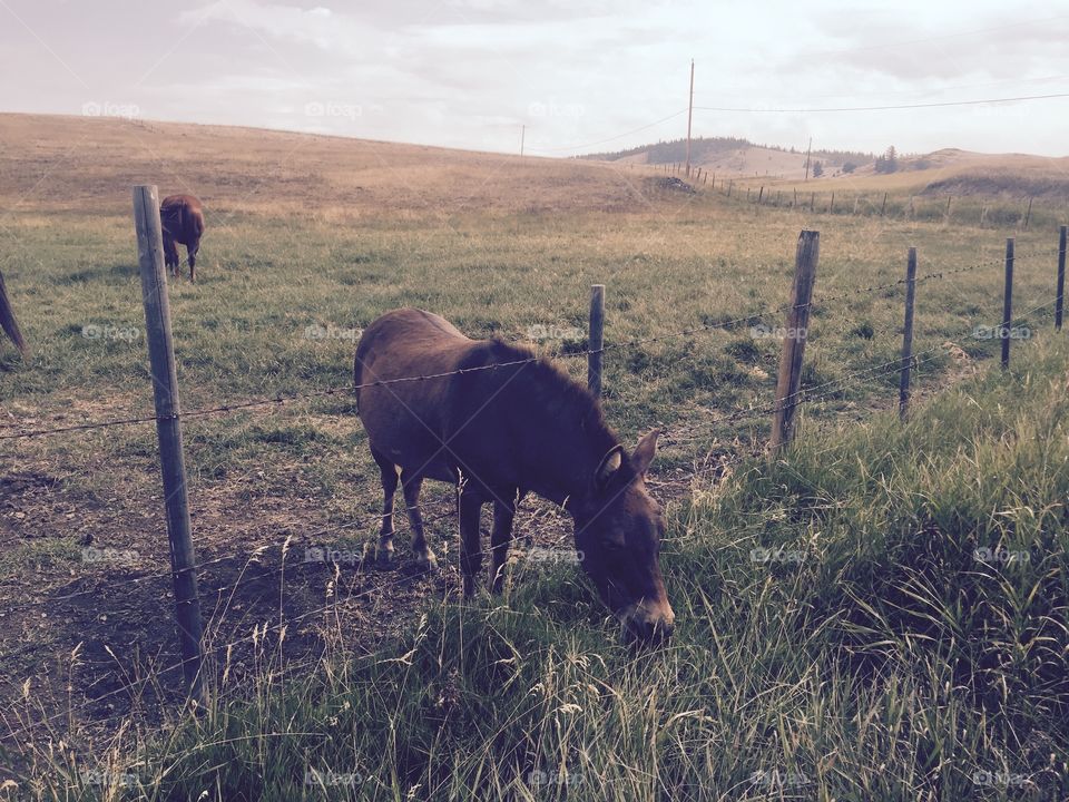 Horse and pony grazing in the hills.