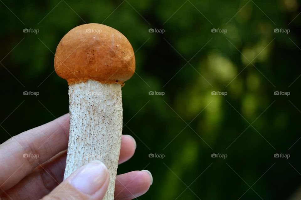 beautiful mushroom