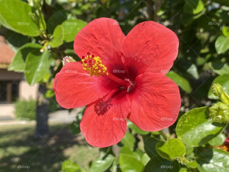Beautiful hibiscus flowers 