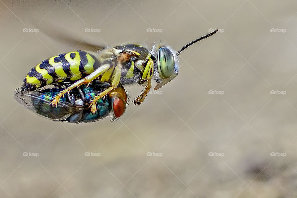 sand wasps with prey