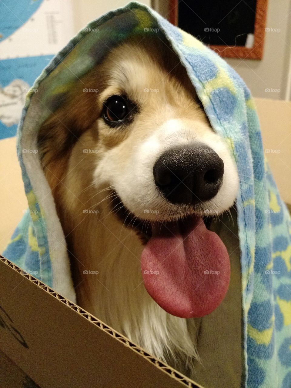 corgi under blanket. playing