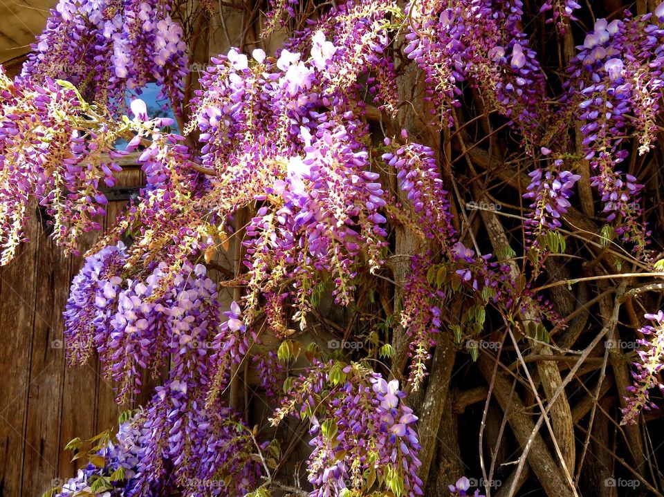 wisteria 