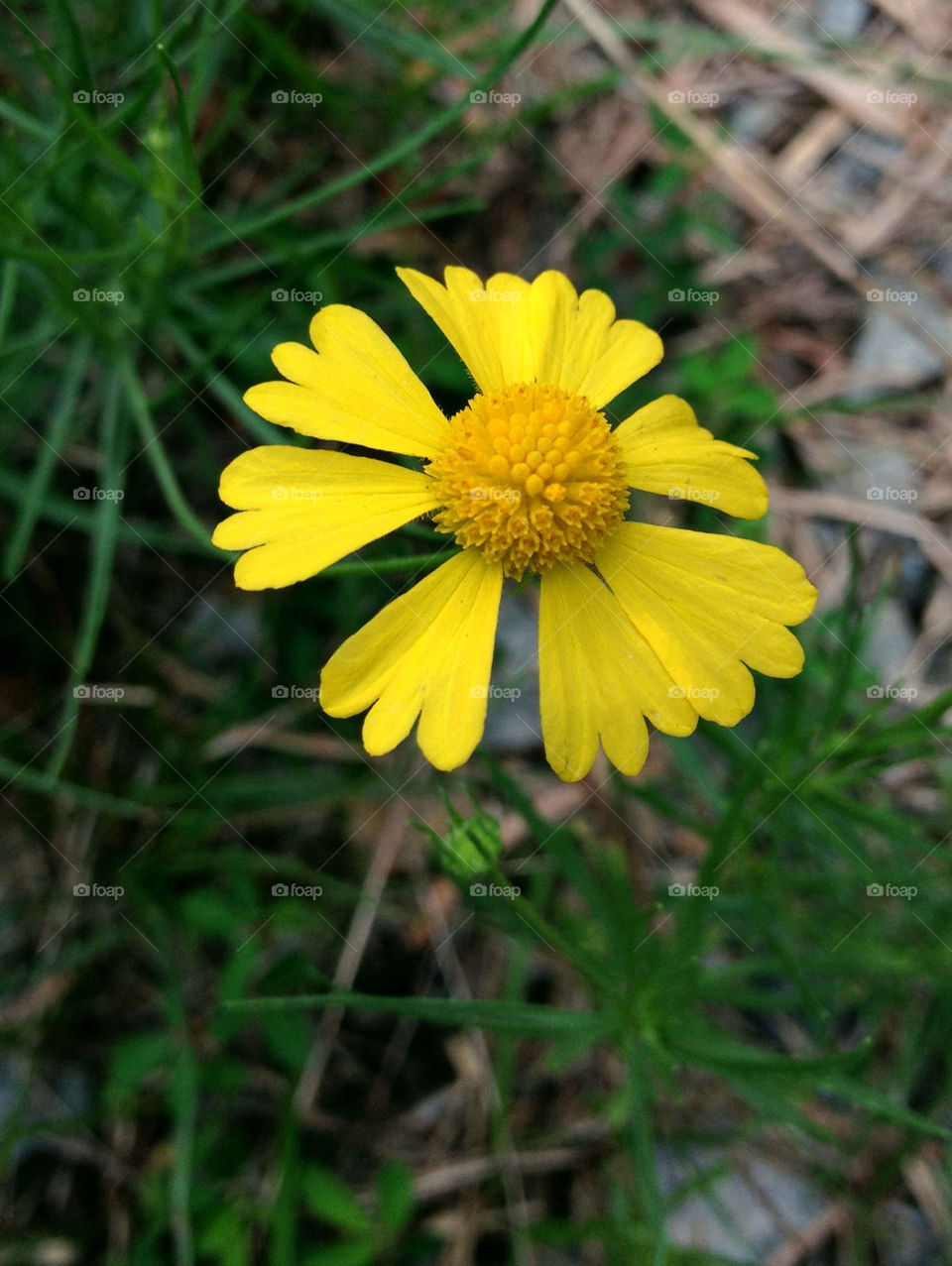 green yellow nature flower by mcrisrivera