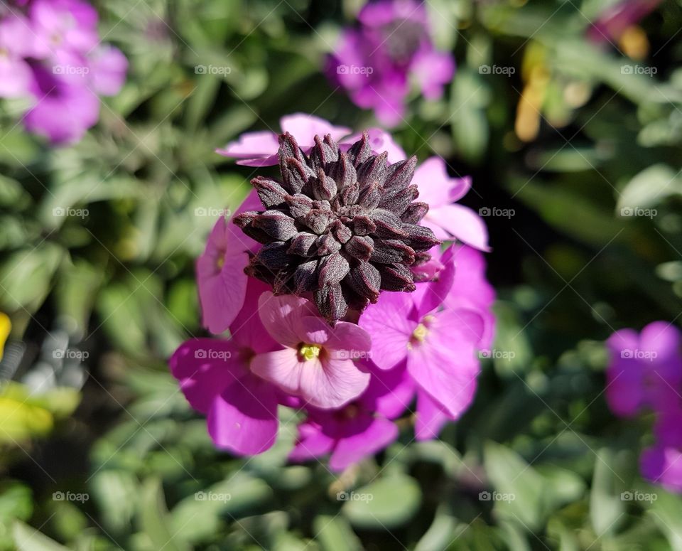 pink flower close up.