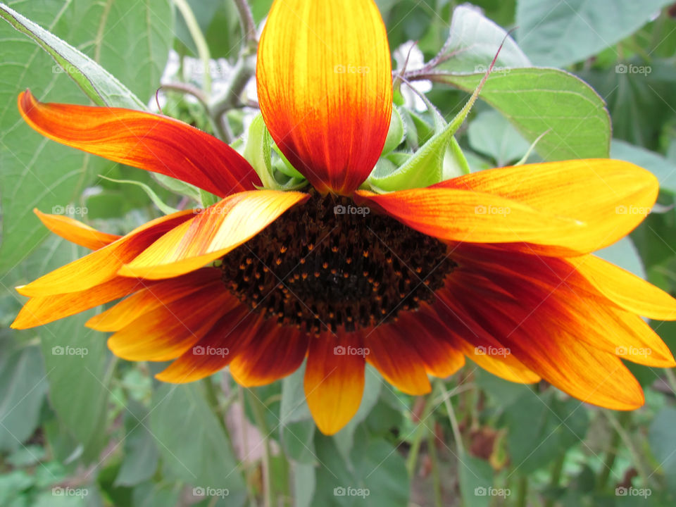 Orange flowers 