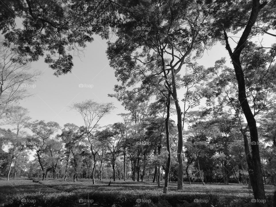 Tea Garden of Assam the worlds largest tea producing place . in Black and White