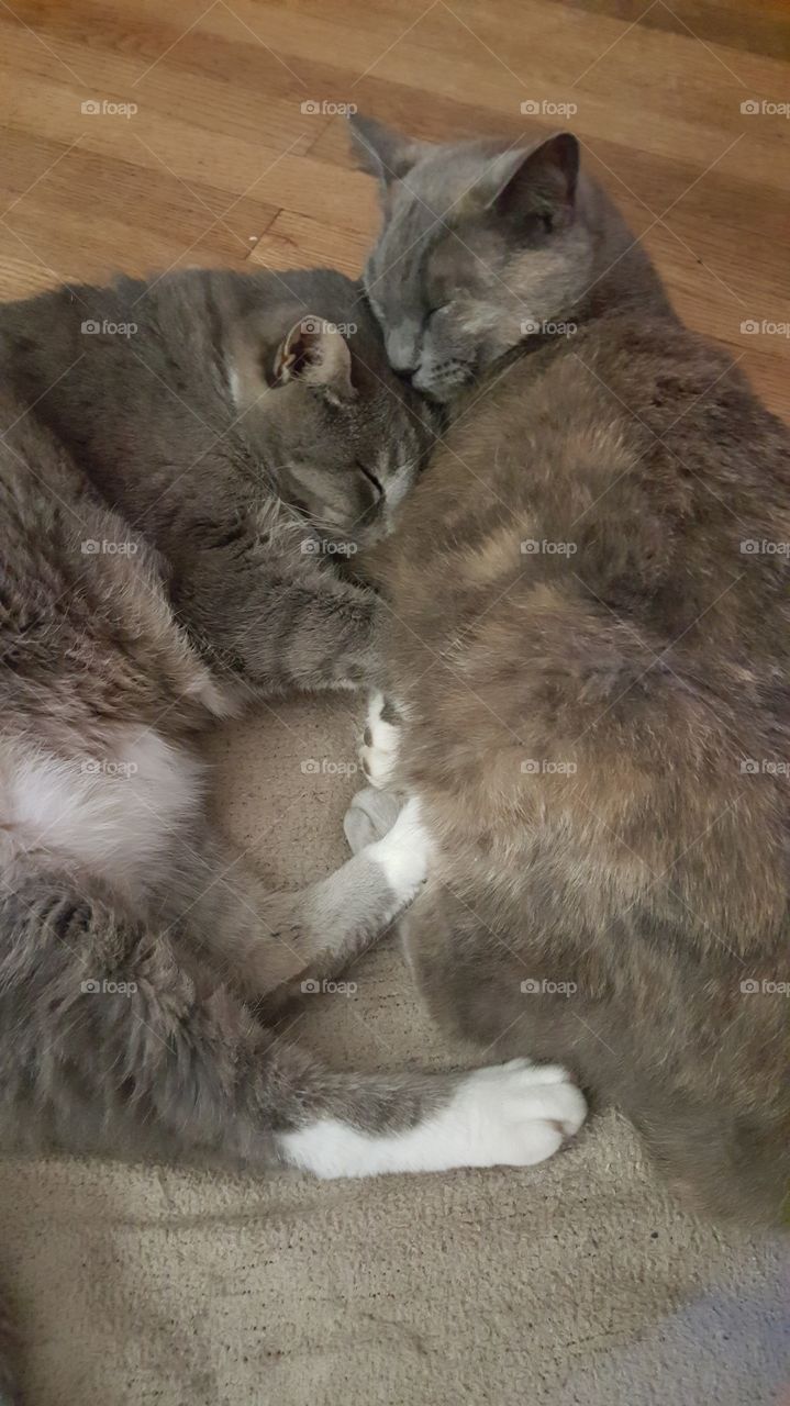 cats love to snuggle