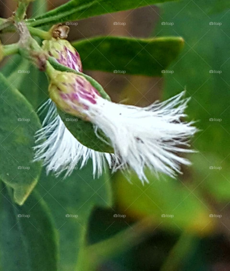 feathery flower from a tree