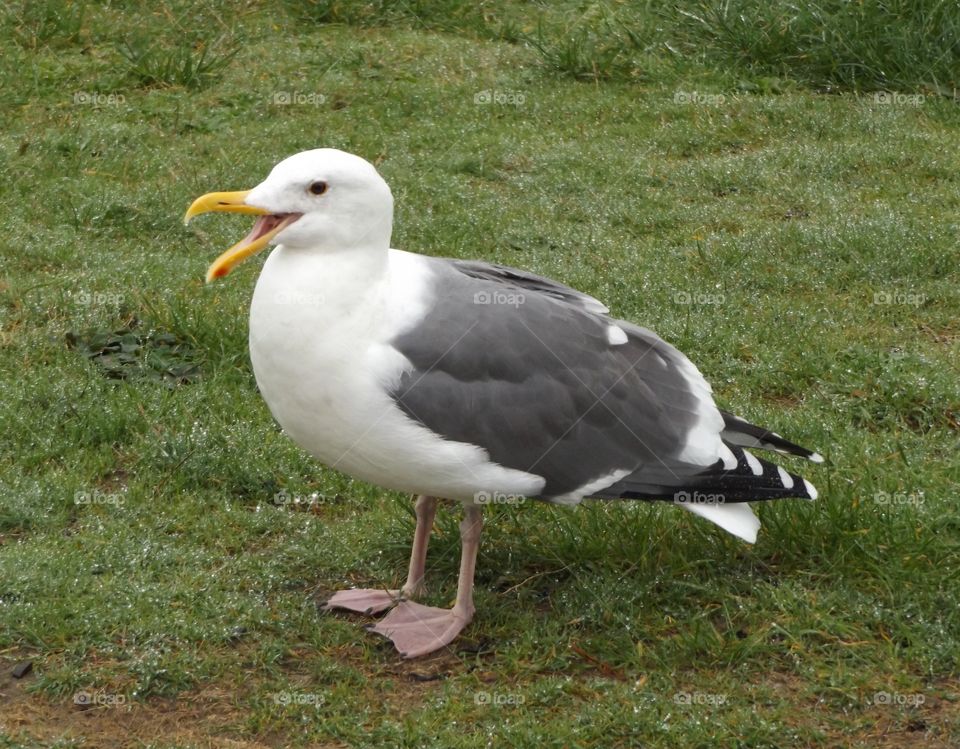 Seagull 
