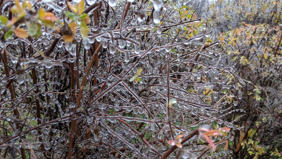 frozen water on pine branches