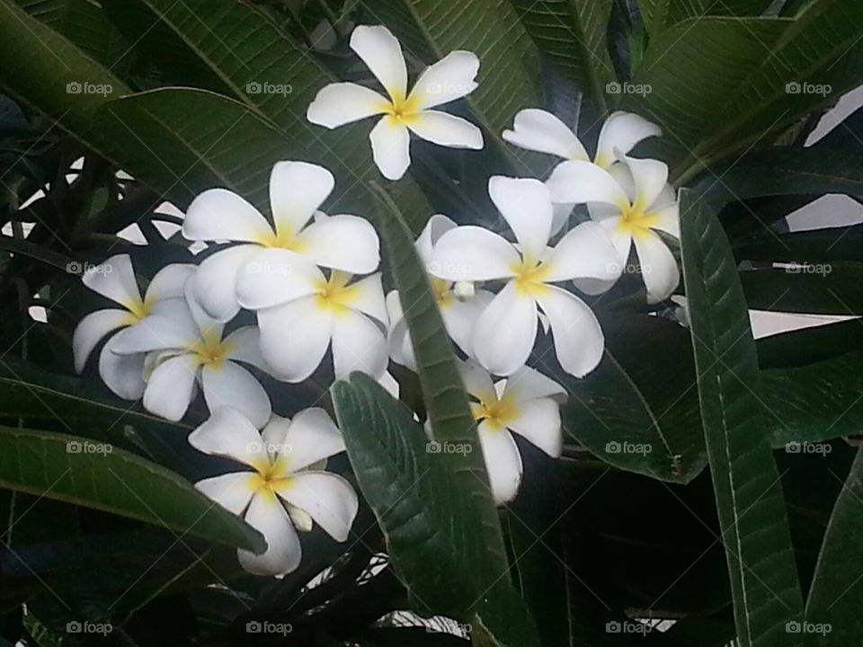 Maui Lei Frangipani Gardenia Flowers