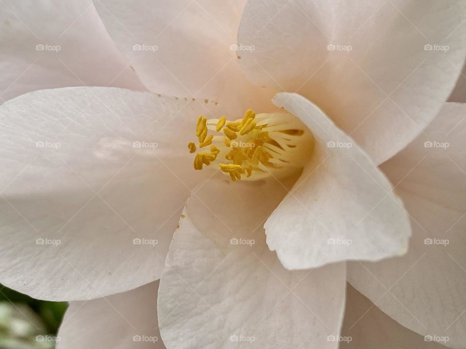 Close up of a large white camellia flower