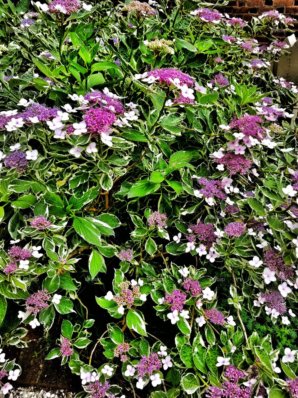 flowering bush