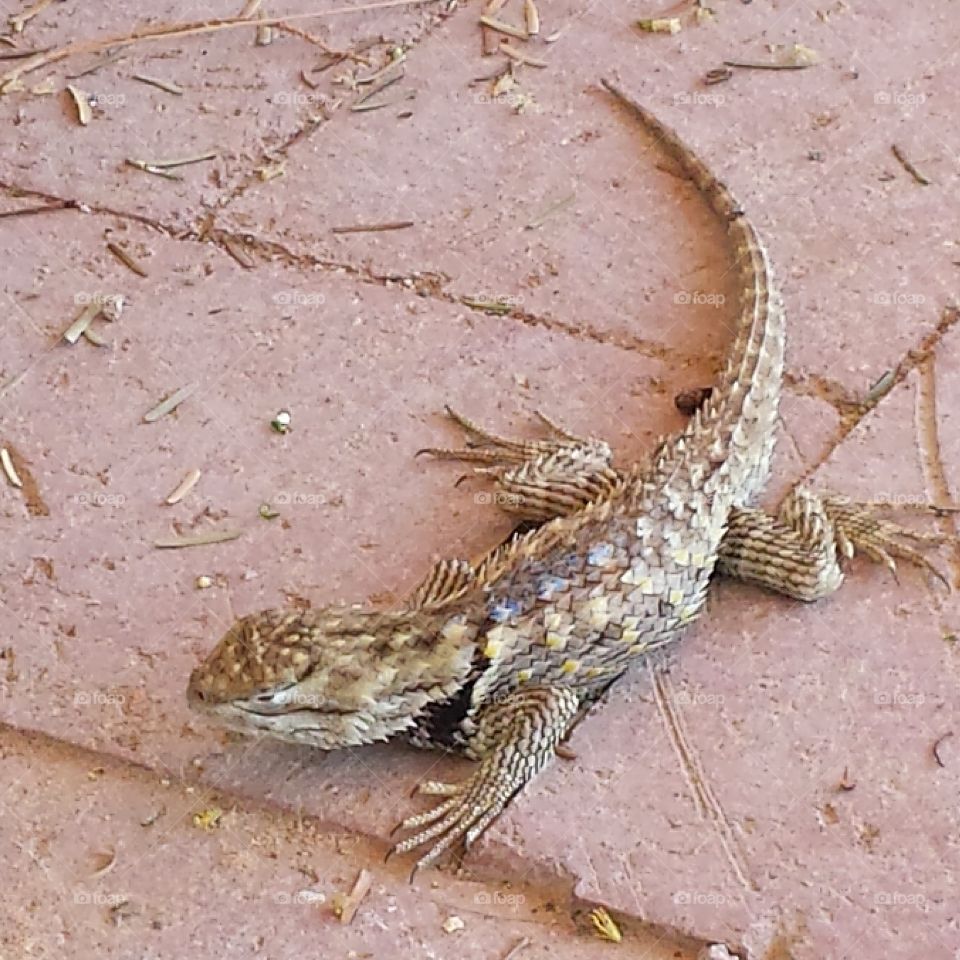 Arizona lizard
