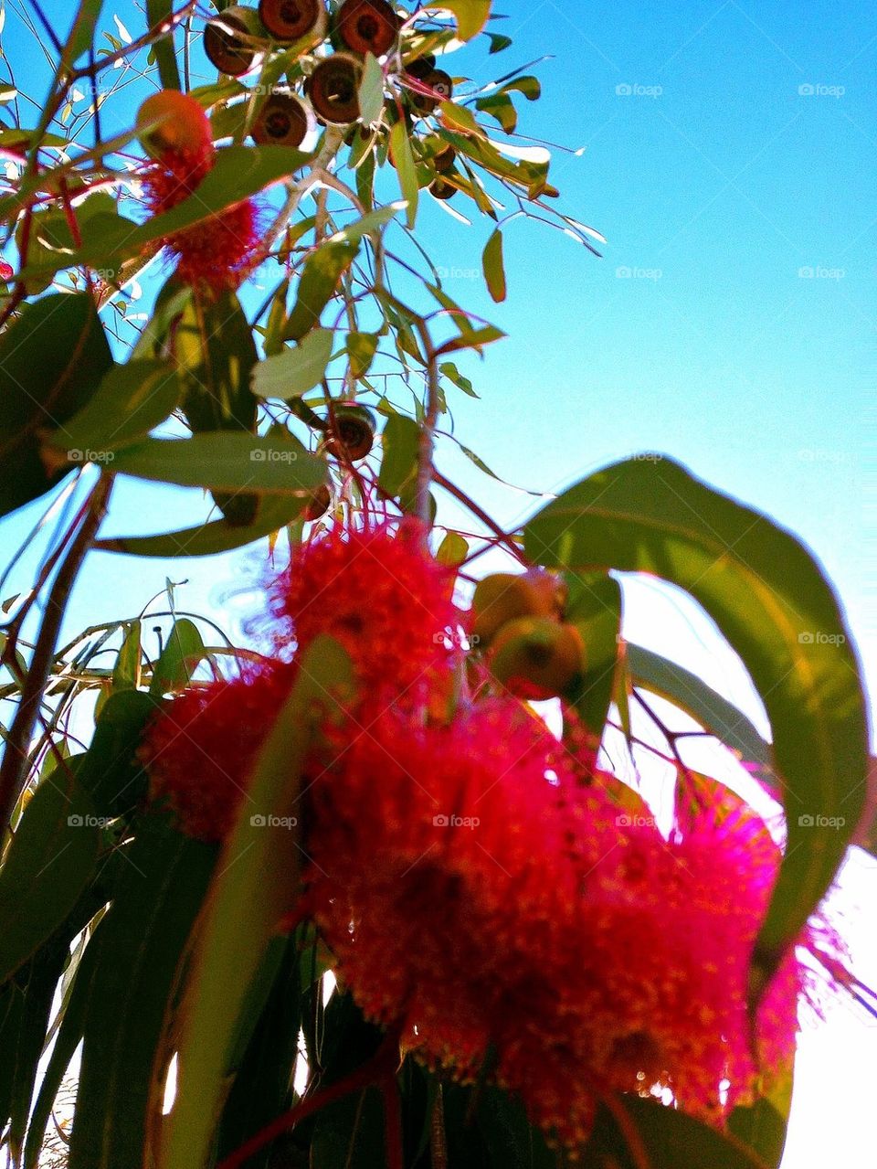 Wattle in the Sky