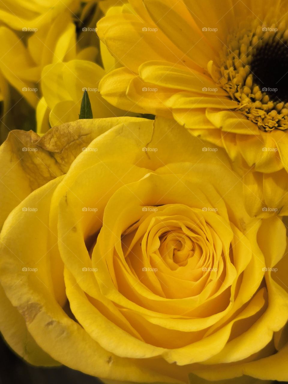Yellow Flowers: A Color of Joy and Hope"