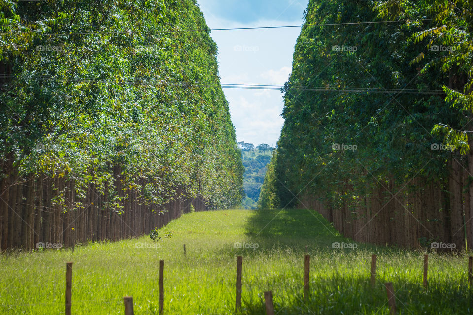 Eucalyptus farm