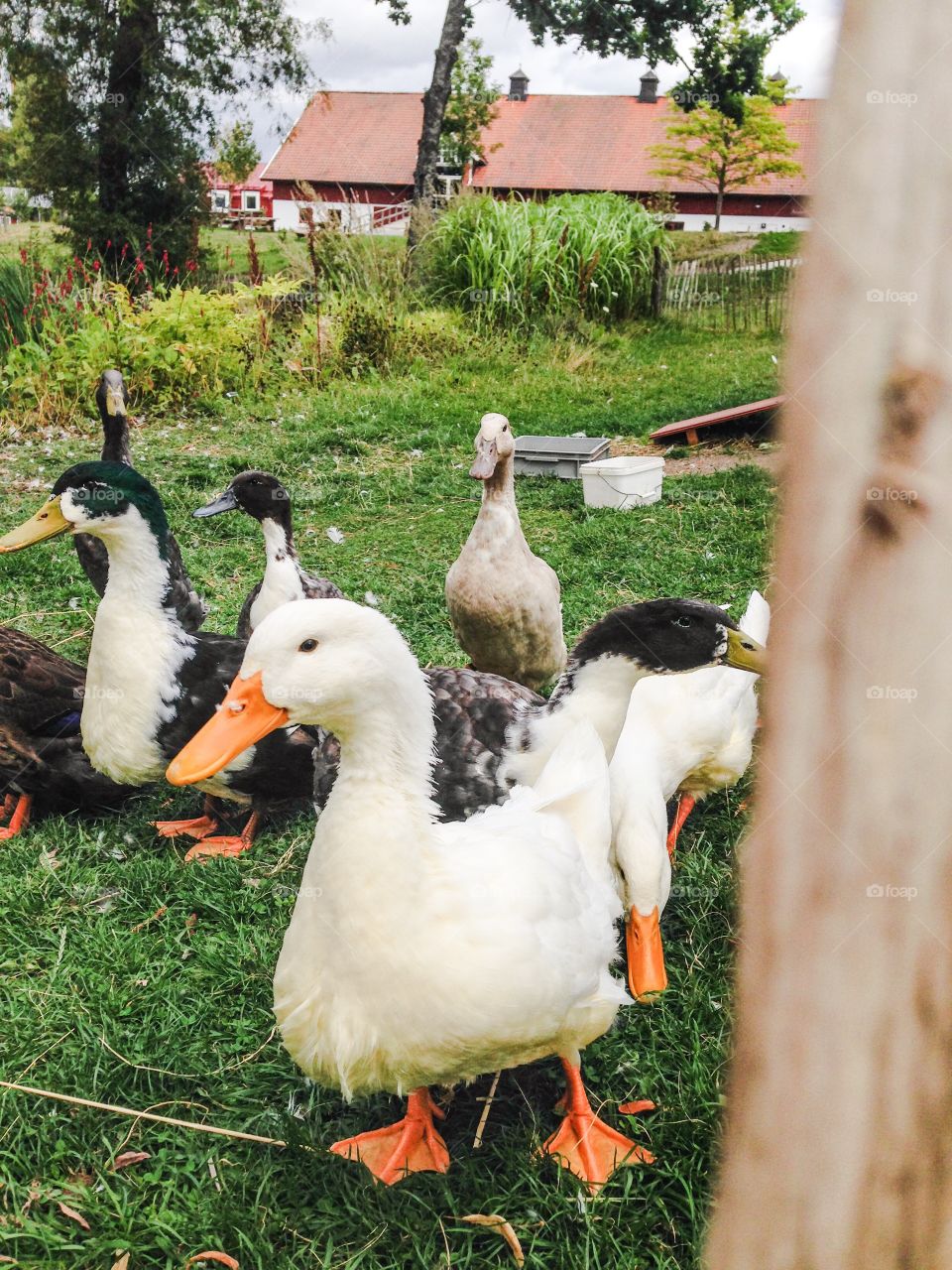 ducks at wenngarn