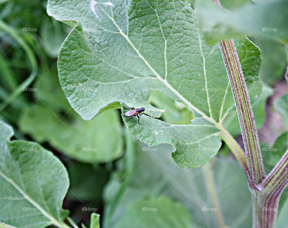 Insect on plants