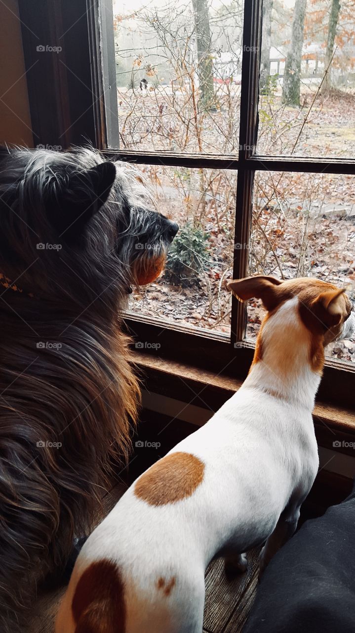 Two dogs watching the snow begin through window holding tennis ball