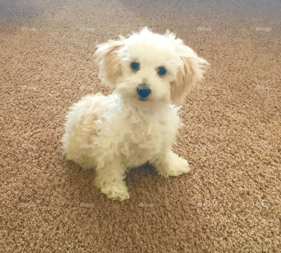 Fluffy little white puppy. Playful and fun. Maltese poodle mix. Stinky Pete.