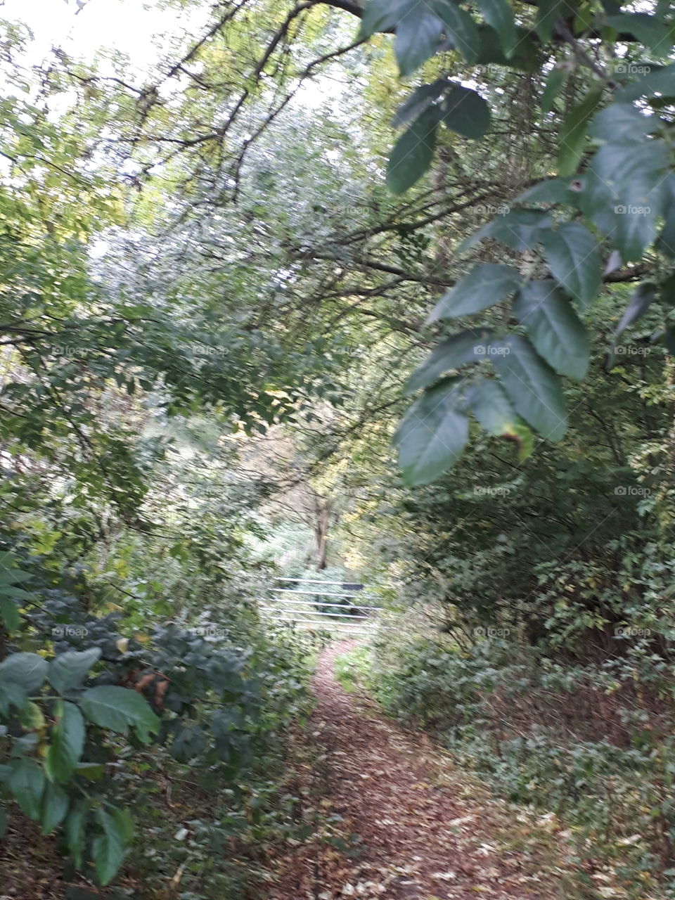 Leaf, Tree, Nature, Wood, Landscape