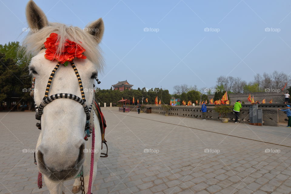 Asia China old temple horse and flags chinese traditional