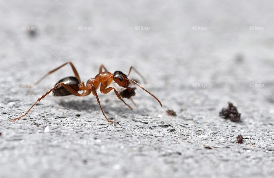 Close-up of ant carrying food in mouth