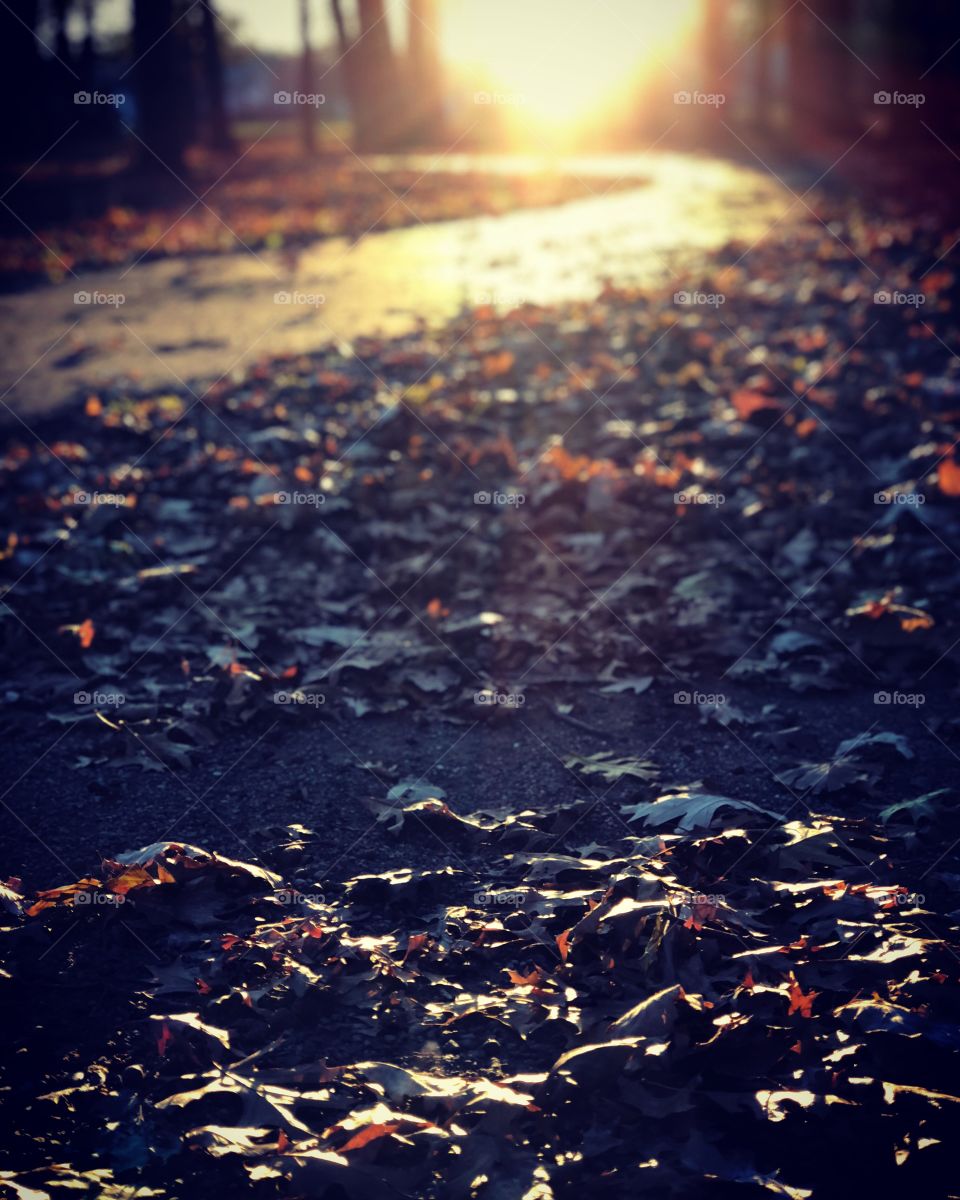 A leaf scattered path lit by dusk in a Detroit Park 