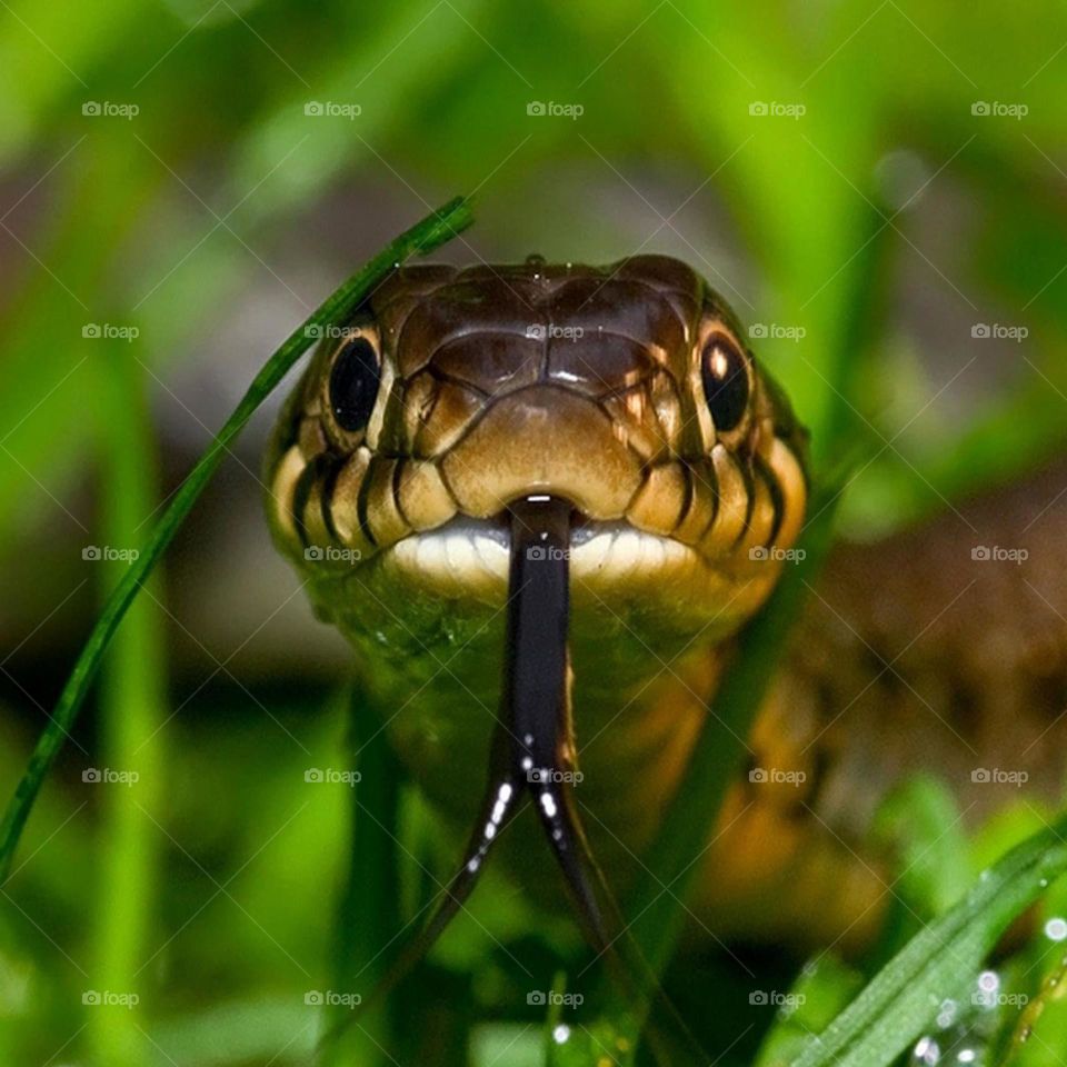 Tongue of a Snake