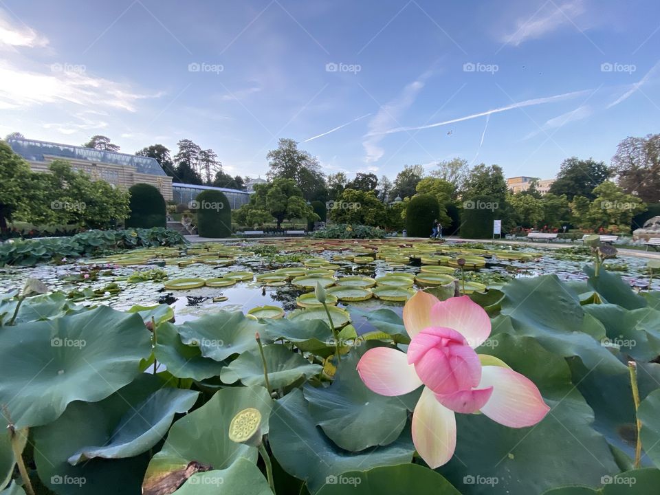 Nelumbo Nucifera the indian lotus 