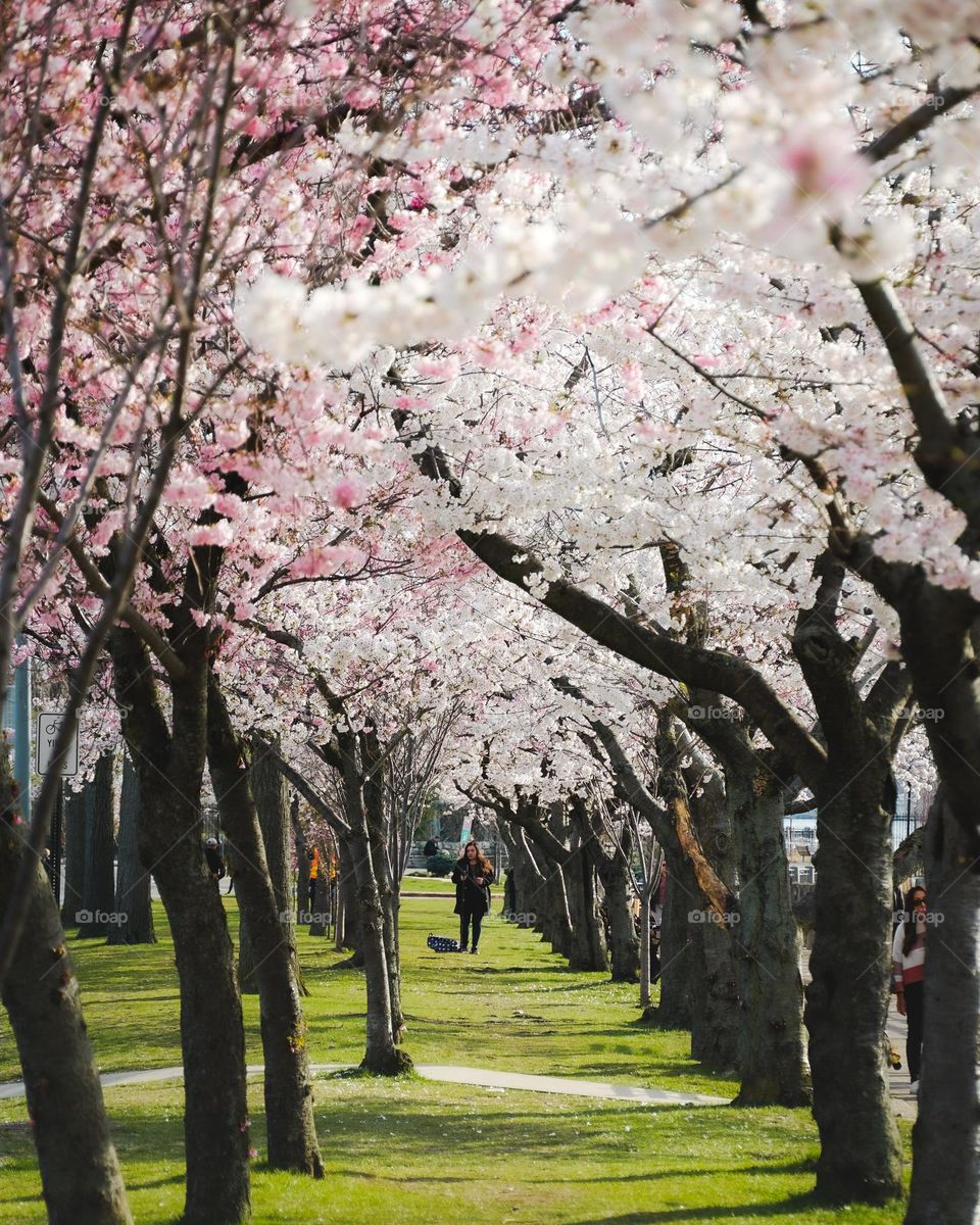 Spring tunnel