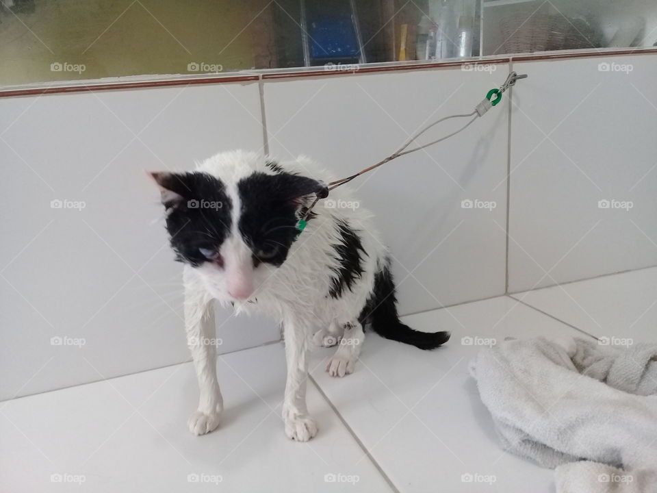My lovely cat Pudding taking a shower😁