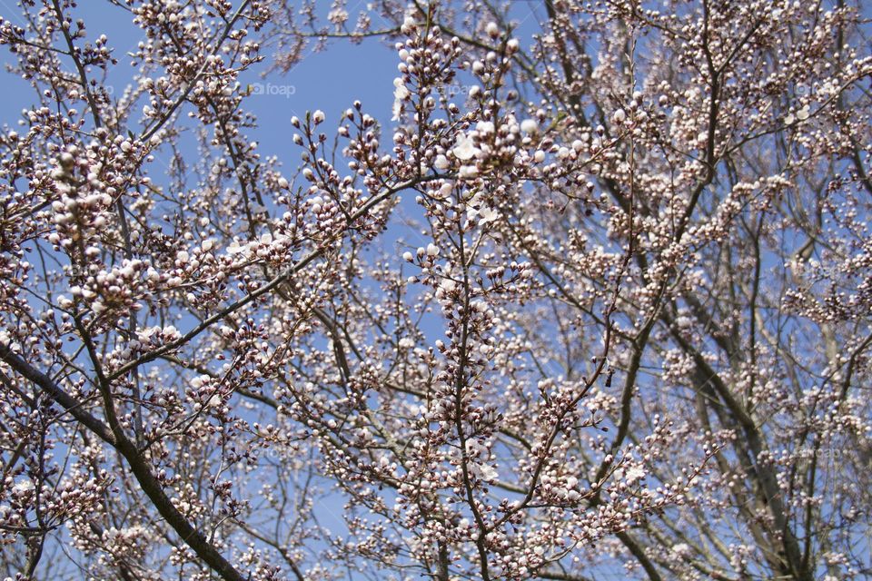 Blooming cherry with white flowers and green, young leaves in early spring on a sunny day.