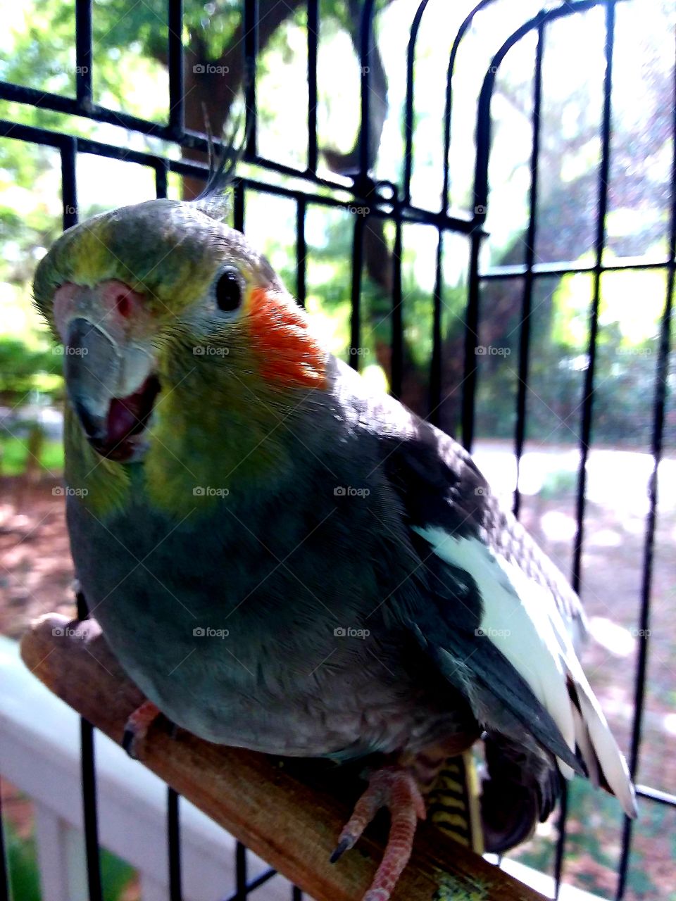 tweety bird the cockatiel upset because she doesn't like to be photographed