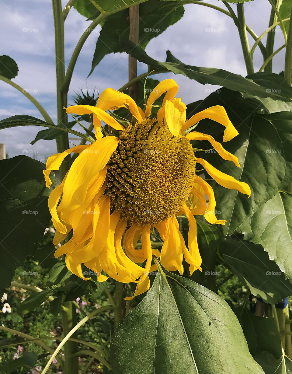 Sunflower after storm 