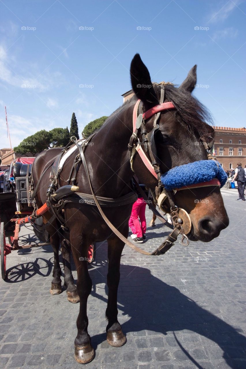 Horse and carriage in the streets of rome in Italy 