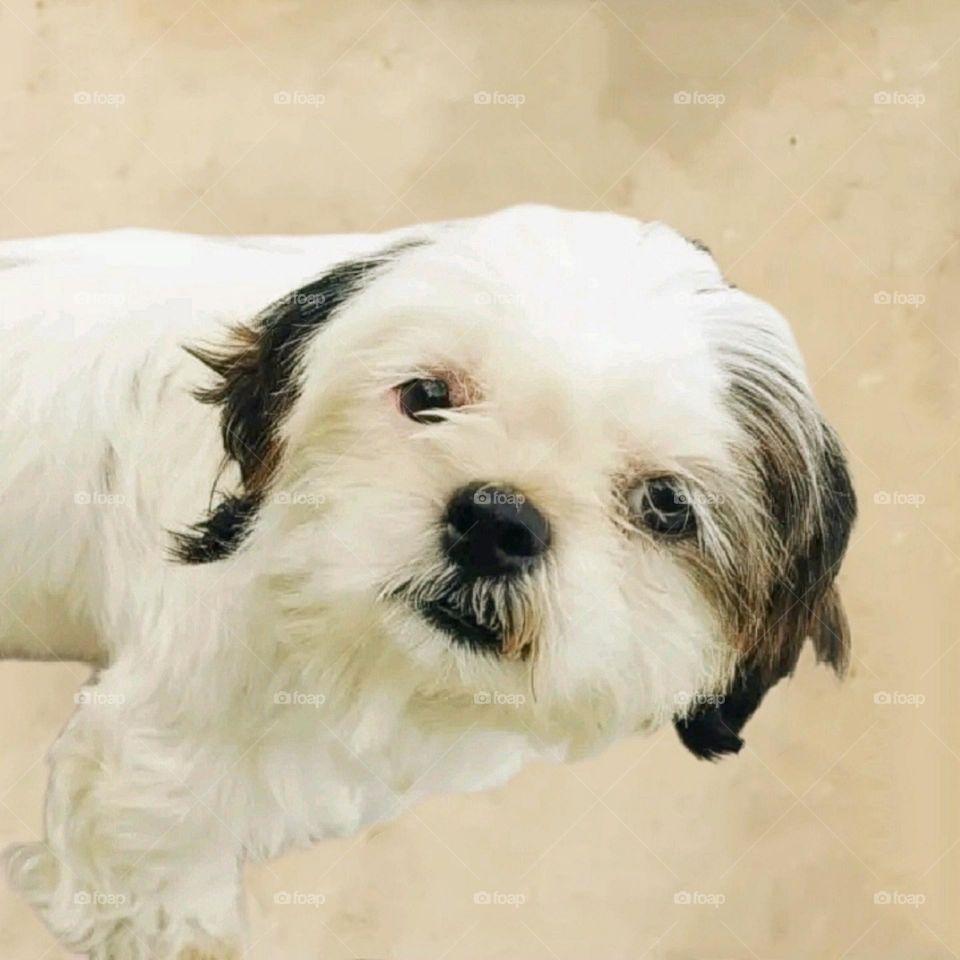 my most beautiful and cute doggy.